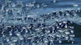 Strange blob-like sea creatures washing ashore across Southern California coast