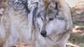 Prosecutor to get case on gray wolf shot, killed in Calhoun Co.