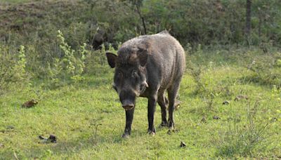 Kerala government to enlist police to impart firearm training to farmers for culling marauding wild boars