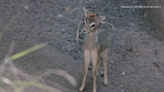 Watch: Baby dik-dik born at San Diego Zoo