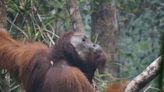 To see how smoke affects endangered orangutans, we studied their voices during and after massive Indonesian wildfires