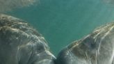 Florida sheriff's office asks people to stop calling them about manatees having group sex