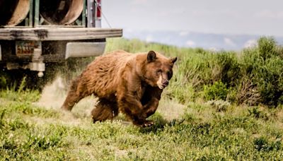 A Utah trail runner was bitten by a bear. Here’s what to do if you encounter a bear