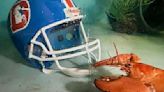 Meet Crush, the rare orange lobster diverted from dinner plate to aquarium