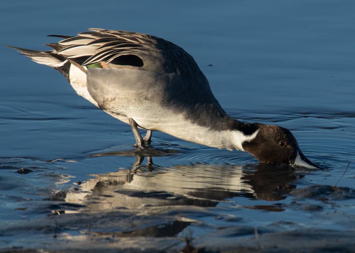 Federal agency won’t start chemical treatment of Lake Mattamuskeet amid court case