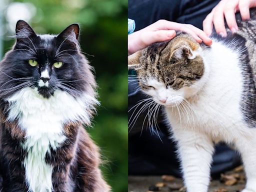 Cat who helps trafficking victims selected as finalist in National Cat Awards