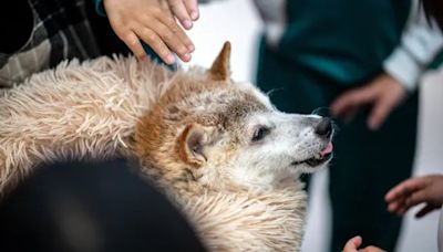 Dogecoin & Doge Meme Icon Shiba Inu ‘Kabosu’ Dies at 18