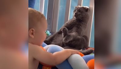 Dad Captures Hilarious Moment Cat Hides In Plain Sight From Curious Baby