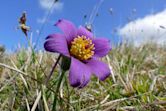 Pulsatilla