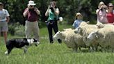 Living history site in Colorado Springs kicks off summer program with sheep shearing event