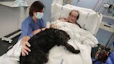 Perros terapéuticos ofrecen caricias que sanan a pacientes de la UCI del Hospital del Mar