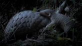 Pangolin courtship ritual and birth of a 'pangopup' captured in incredible, rare footage