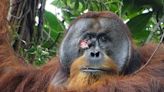 Scientists witnessed an orangutan treating his wounds with medicinal plants, showing human-like behavior