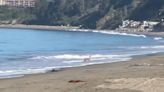 Video captures deer bodysurfing at Santa Cruz County beach