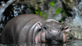 Berlin Zoo Celebrates Birth of Adorable Pygmy Hippo and Asks for Name Suggestions