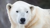 Polar bear 'Baffin' dies at Calgary Zoo after not resurfacing from pool