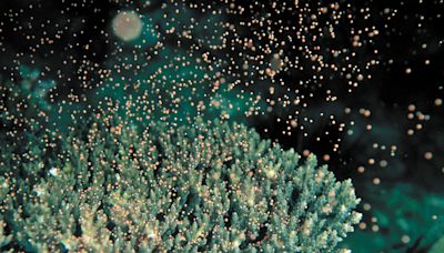 墾丁珊瑚產卵美如海底星空 學者示警光害錯亂珊瑚生殖機制