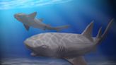 Encuentran el fósil de un tiburón que compartió tiempo con los dinosaurios y ayudó a develar un misterio de hace siglos