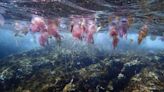 Cada vez más medusas (y durante más tiempo) en la Costa Brava