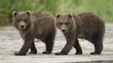 Man learns why you never, ever pick a fight with a grizzly bear – no matter how small