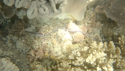 直擊海洋新生命 台達攜手海生館水下直播墾丁珊瑚產卵