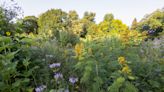Nature: Local couple has created an ecologically-friendly yardscape rich in native flora