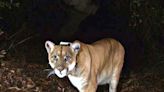 Mountain lion P-22 was 'compassionately euthanized' after showing signs of physical trauma. Here's how he went from a trouble-making cat to a symbol of Los Angeles.