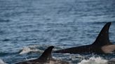 Virtually every orca in an endangered North American group is suffering from mysterious skin lesions, say scientists