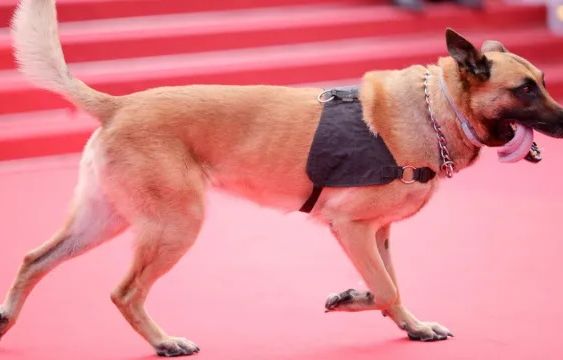 Dogs Set To Rule the Red Carpet at Cannes Film Festival 2024