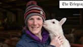 How this lambing season became the worst on record