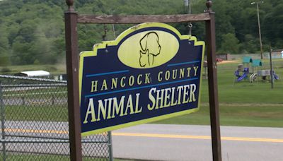 Local animal shelter hit max capacity, currently caring for 30+ dogs