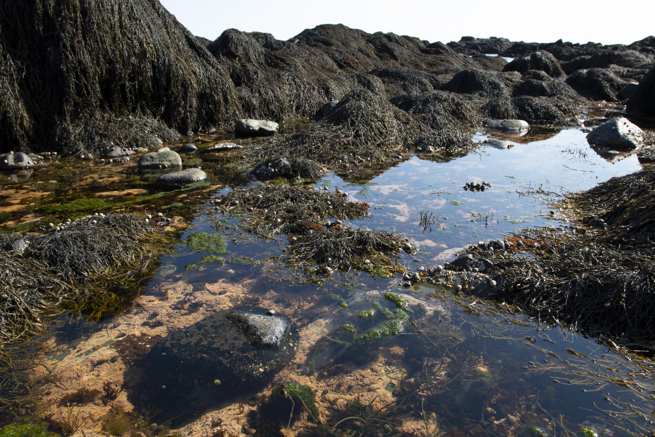 10 creatures you can find in a Maine tide pool