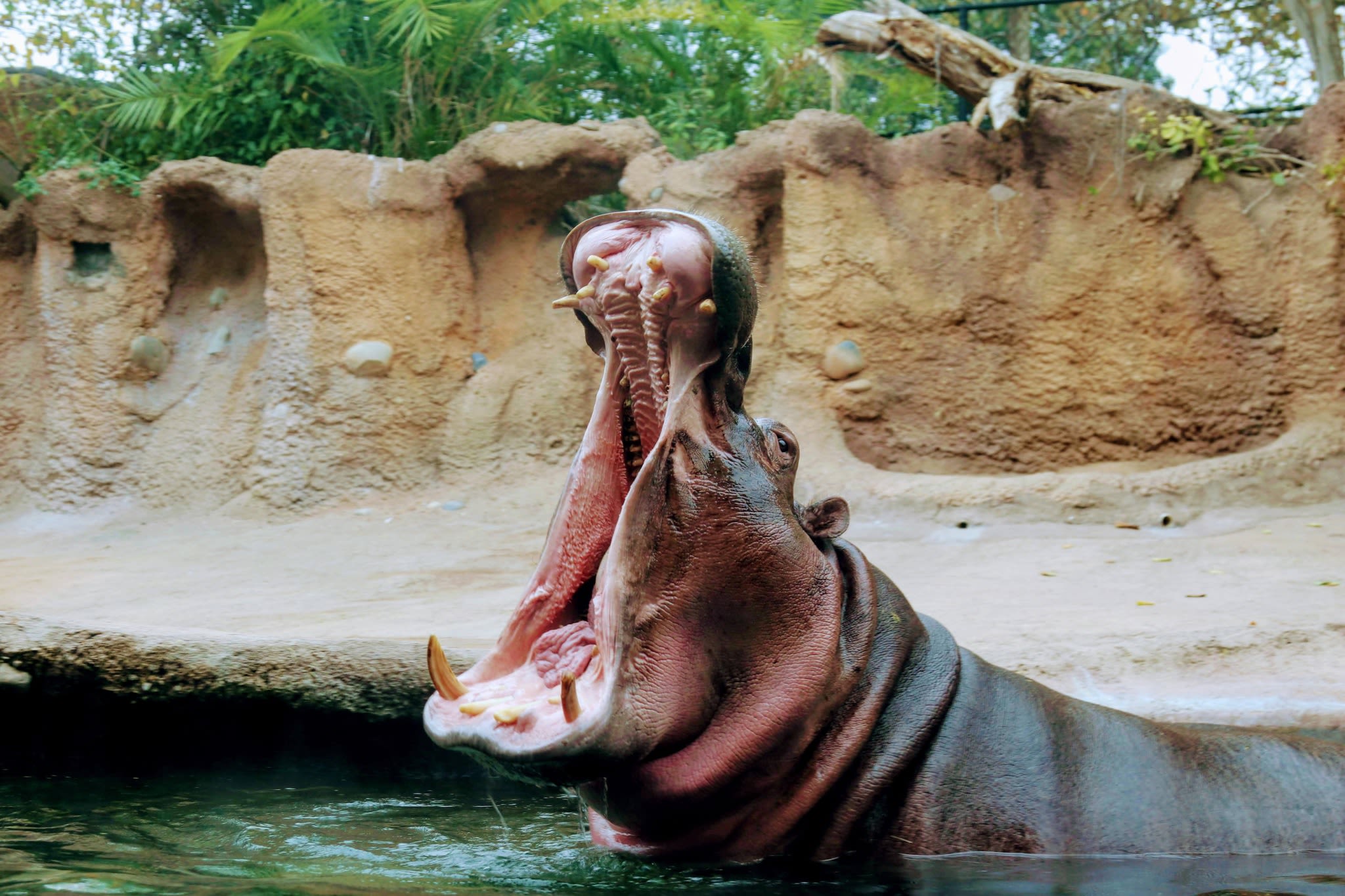 San Antonio Zoo offers free admission to nurses, teachers