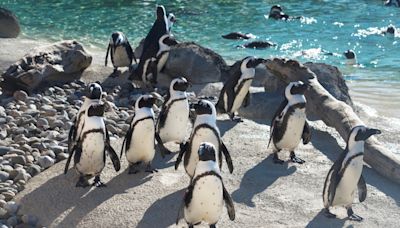 Mr. Greedy, oldest African penguin at Maryland Zoo, has died at 33