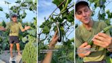 Gardening expert warns against common harvesting issue that can lead to bitter vegetables: ‘Have to check it constantly’