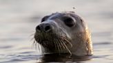 Facial recognition can help conserve seals, scientists say