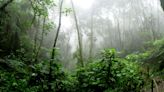 Reescribiendo la historia de los bosques tropicales de América