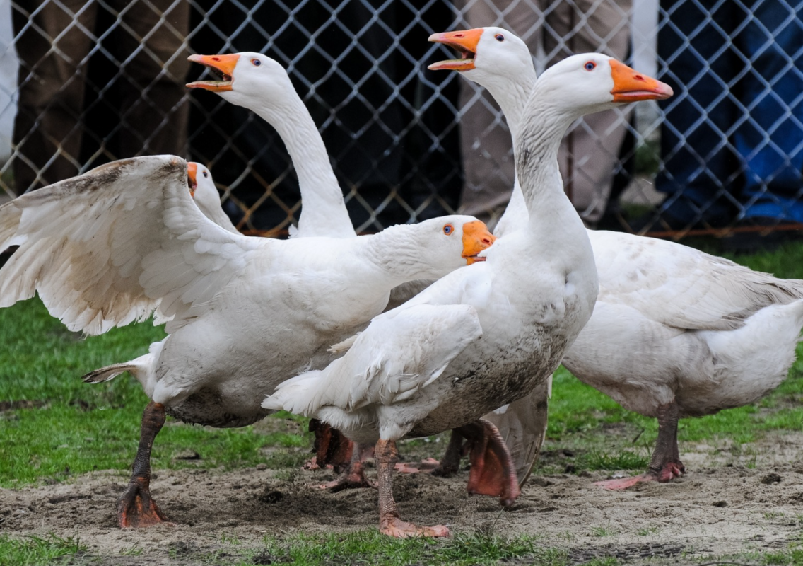 Goose Does Cutest ‘Happy Dance’ Out of Joy Over Playing in Mud