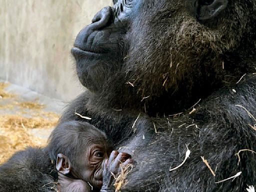 Detroit Zoo reveals name for first baby gorilla born in its 96-year history