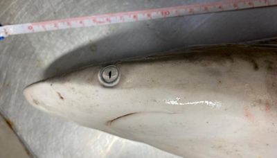 Des requins sauvages sous cocaïne retrouvés au large du Brésil, selon une récente étude