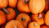 Jack-o’-lanterns won’t scare off wild animals — but could cause problems. Here’s why