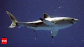 Scientists release 200 gallons of synthetic blood to lure great white shark - Times of India