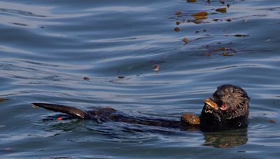 Sea otters get more prey and reduce tooth damage using tools