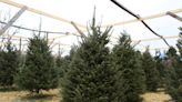 Here are 16 places to cut, buy a live Christmas tree around Louisville in 2023