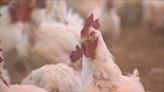 UCSF Infectious Diseases expert breaks down the risks of spreading bird flu