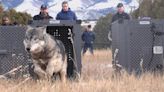 Another wolf attack confirmed in Colorado