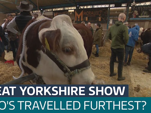 Visitors from around the globe at the Great Yorkshire Show, but who has travelled furthest? - Latest From ITV News