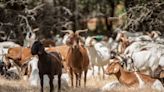 Goats grazing in your backyard? This climate solution is gaining ground in California