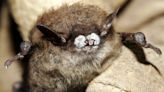 Scientists monitor the Outaouais' bat population to fight back against white-nose syndrome | CBC News