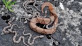 Can copperheads climb trees? North Carolina snake myths debunked.
